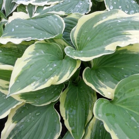 Hosta fortunei 'Albo Marginata'